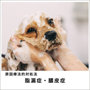 愛犬・愛猫の脂漏症＆膿皮症セミナー2020　(94分)